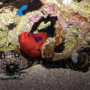 The Miniatus Grouper (Cephalophalis minaita) nestled between the rocks