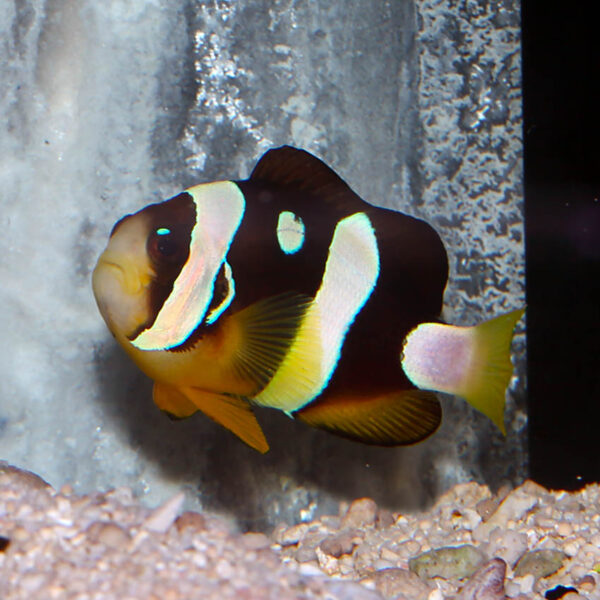 Pearl Eye Clarkii Clownfish make for a stunning fish to have in your aquarium.