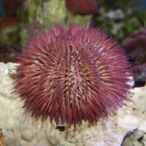 The tank bred Pincushion Urchin, Lytechinus variegatus, in the aquarium