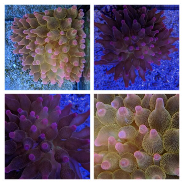 red bubble anemone, Entacmaea quadricolor, in the aquarium