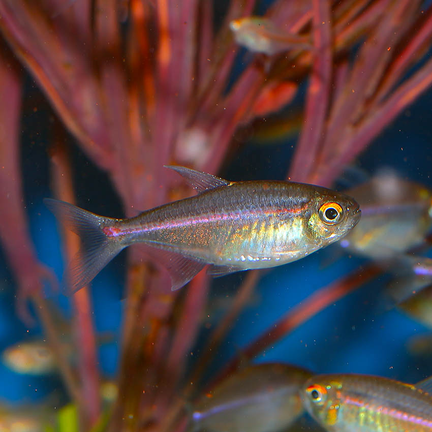 Tetra fish shop for sale