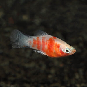 The Red Tiger Platy is a captivating freshwater fish known for its beautiful red and white coloration. Its body is predominantly red, with vibrant splashes of white patterns that create a striking contrast. The combination of these colors gives the fish a visually stunning appearance, making it a standout in any aquarium. The Red Tiger Platy has a sleek and streamlined body shape, with fins that complement its overall color pattern. Its active and playful nature adds to its charm, as it gracefully moves through the water, displaying its vibrant colors. This fish is highly sought after by aquarium enthusiasts for its unique and eye-catching red and white coloration, which adds a touch of elegance to any aquatic setting.