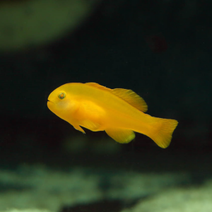 yellow coral goby swimming in the aquarium
