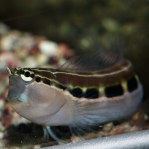 Dot Dash Blenny, Ecsenius lineatus, in the aquarium