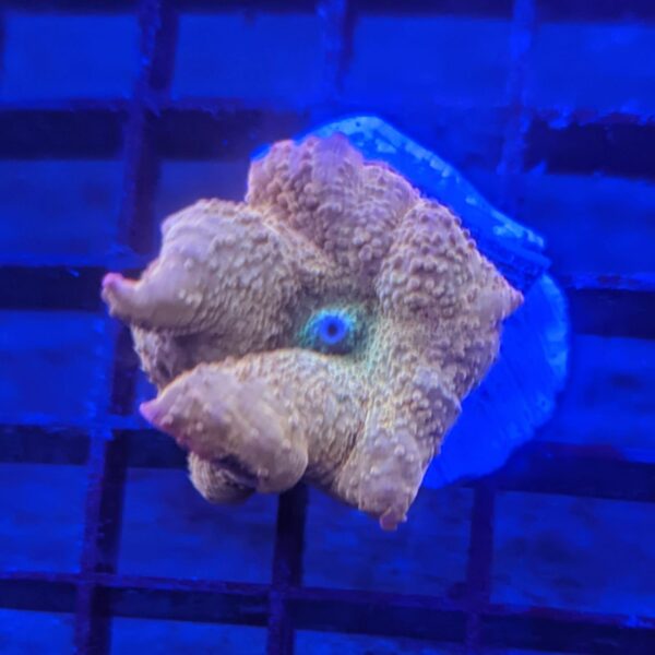 The Iron Man Discosoma Mushroom coral