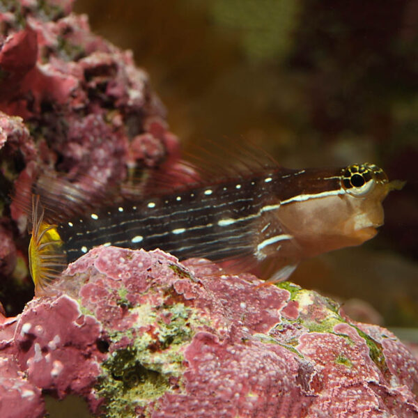 Pictus Blenny, Ecsenius pictus, also go by the name White Lined Combtooth Blenny.