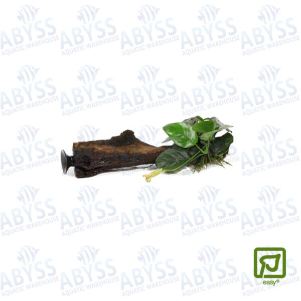 Tropica Anubias Barteri 'Nana' On Wood With Sucker is a versatile plant that can be used in a variety of aquarium setups. It is often used as a foreground or midground plant in aquascaping, as well as in nano tanks and shrimp tanks. It can be attached to hardscape, such as rocks or driftwood, using fishing line or glue.