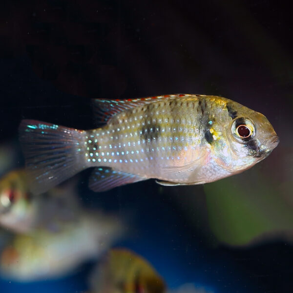 A single African Butterfly Cichlid (Anomalochromis thomasi) close up with others in the background