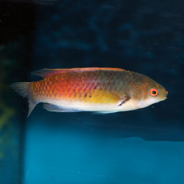 Yellow Flanked Fairy Wrasse, Cirrhilabrus ryukyuensis