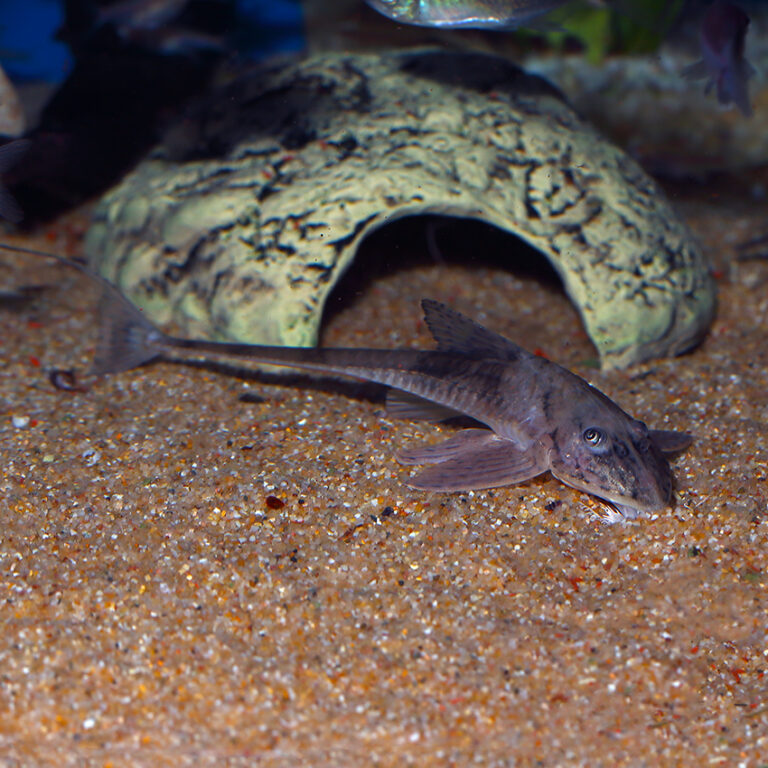 Marbled Whiptail Catfish Fast, Professional Service