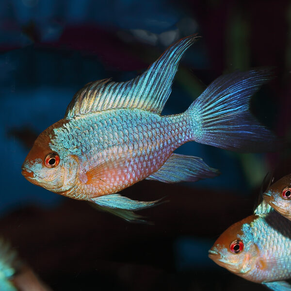 A vibrant and stunning Electric Blue Diamond Ram Longfin XL fish is shown in an aquarium. The fish has a marbled blue and black body with long, flowing fins that add an extra level of elegance. The unique longfin variation is visible, making it a special addition to any aquarium. The fish is peaceful and easy to care for, making it a perfect choice for hobbyists who want to add a touch of brilliance to their aquatic setup.