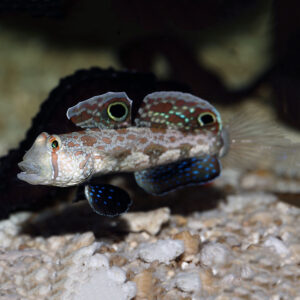 Two Spot Goby - biocellatus, or Eye Spot Goby in the aquarium