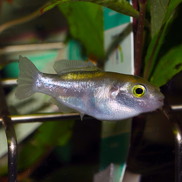 a picture of a Golden Puffer, a highly sought-after fish prized for its stunning appearance and unique personality.