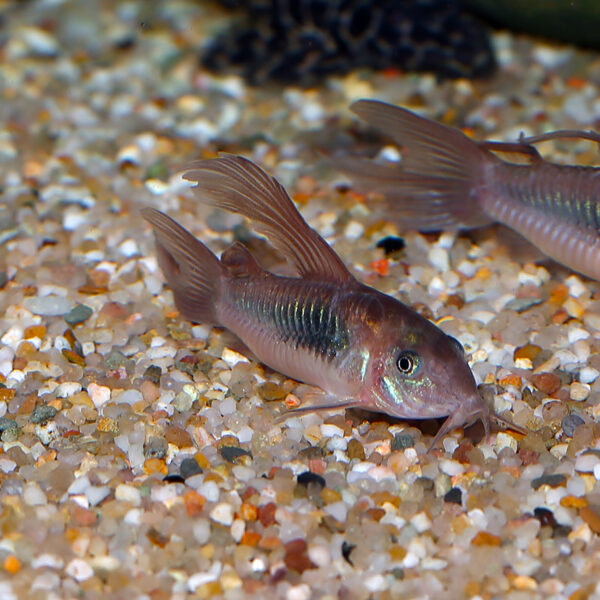 A picture of a shoal of Green Longfin Corydora