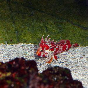 The Scorpionfish/Waspfish, belonging to the genus Paracentropogon,