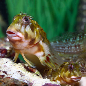 The Molly Miller Blenny, scientifically known as Scartella cristata,