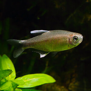 "Hyphessobrycon negodagua swimming in a school against a dark background."