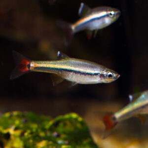 a picture of a group of The Vietnamese Cardinal Minnows (Tanichthys micagemmae)