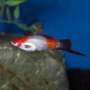 apicture of a Wag Tail Kohaku Swordtail swimming passed some rocks in an aquarium