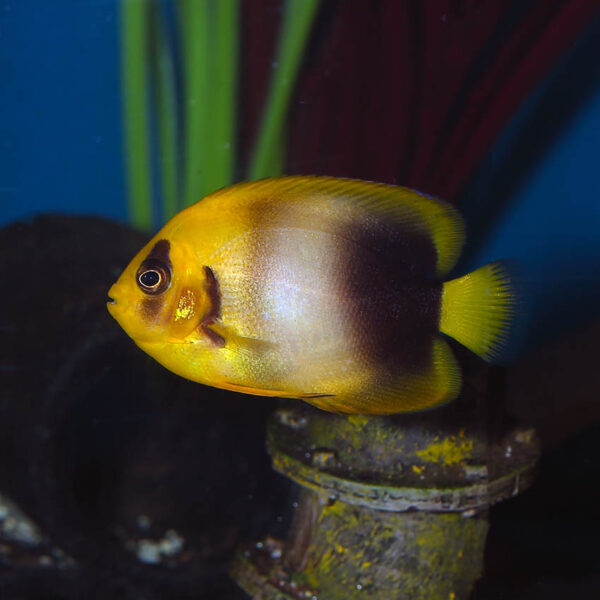 Sub Adult Africanus Angelfish, Holacanthus africanus, also go by the name Guinean Angelfish.