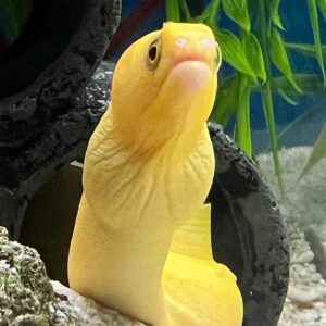 Banana Miliaris Moray Eel, Gymnothorax miliaris, also go by the name Goldentail Moray Eel.