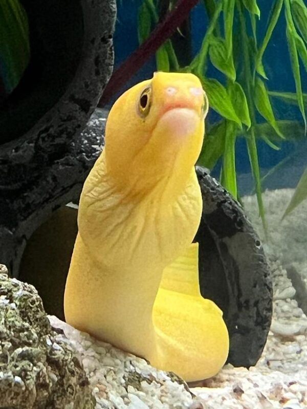 Banana Miliaris Moray Eel, Gymnothorax miliaris, also go by the name Goldentail Moray Eel.