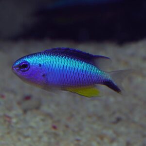 The Alleni Damsel, scientifically known as Pomacentrus alleni, in the aquarium