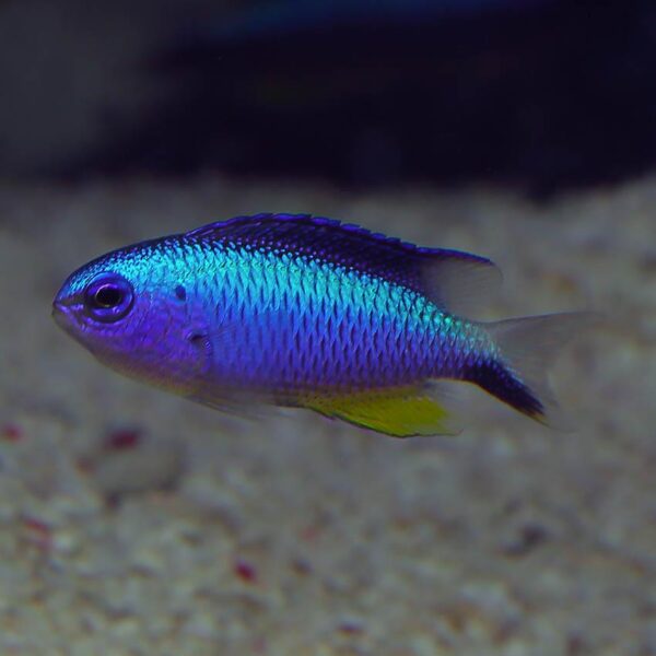 The Alleni Damsel, scientifically known as Pomacentrus alleni, in the aquarium