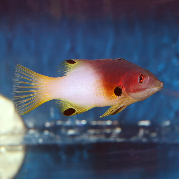 The Axilspot Hog (Bodianus axillaris) swimming in the aquarium