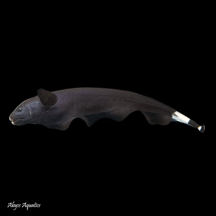 Black Ghost Fish