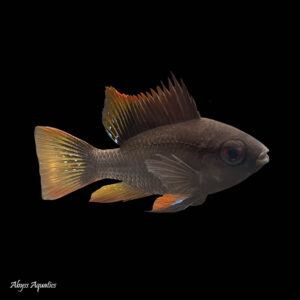 a picture of a single Dark Knight Ram Large (Mikrogeophagus ramirezi against a blck background. Picture this: A close-up shot of the Dark Knight Ram, showcasing its exquisite black hue glistening under the aquarium lights. The contrasting metallic blue highlights on its fins catch your attention, adding a touch of elegance and sophistication to its appearance. The intricate pattern and texture of its scales give it a unique and captivating presence that effortlessly steals the spotlight in any aquatic setting. As you gaze upon this magnificent creature, you can't help but admire its graceful movements and lively demeanor. Watch as it gracefully glides through the water, exploring its surroundings with curiosity and charm. Its small size, reaching a maximum of around 2.5 inches, makes it perfect for smaller aquariums or as a captivating addition to larger tanks. Capture the essence of the Dark Knight Ram by immortalizing its enchanting beauty in your aquarium. This highly sought-after fish will undoubtedly become the centerpiece of your aquatic world, drawing admiration from all who lay eyes upon it.