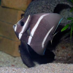 gray angelfish