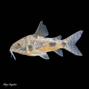 Alt text: A Peppered Corydora Large, a small black and white fish with a spotted body, swimming in a planted aquarium with green leaves and rocks in the background.