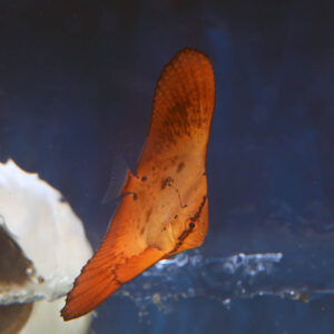 The Roundfin Batfish, scientifically named Platax orbicularis, in the aquarium