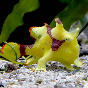 Yellow Frogfish stalking its prey