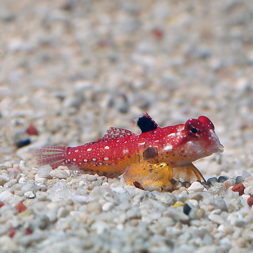 Scooter blenny care hotsell