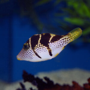 Mimic Filefish, scientifically known as Paraluteres prionurus, at the abyss
