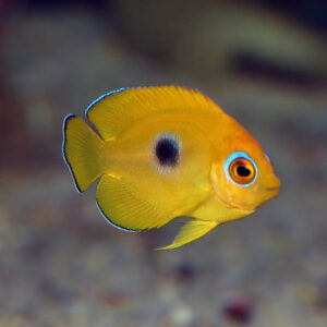 tank bred lemon peel angelfish in the aquarium