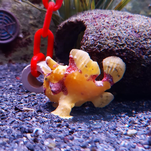 Yellow frogfish at Abyss