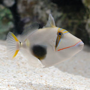 the Bursa Trigger, or Rhinecanthus verrucosus, in the aquarium