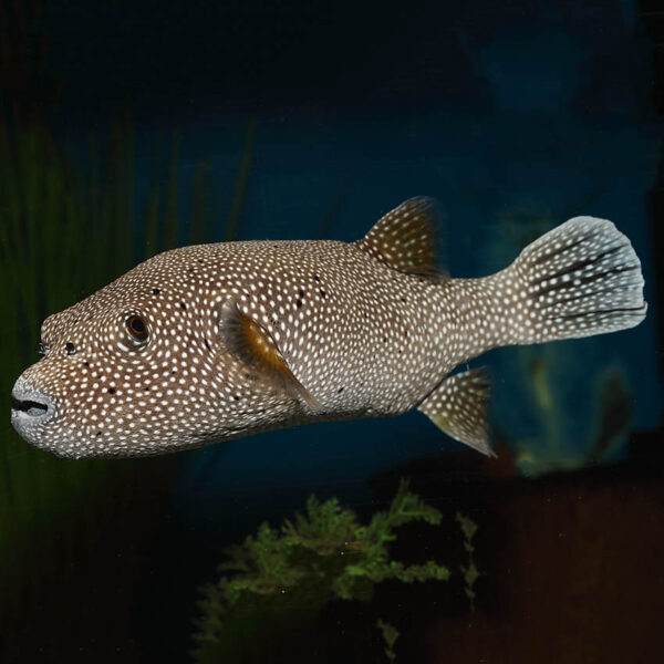 The Guineafowl Puffer (Arothron meleagris) in the aquarium