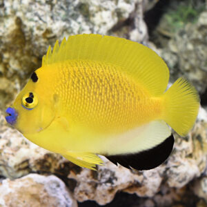 Flagfin Angelfish, Apolemichthys trimaculatus, also go by the name Three Spot Angelfish.