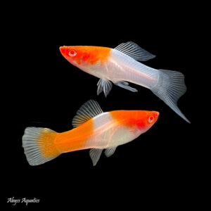 a single Kohaku Swordtail XL against a black background