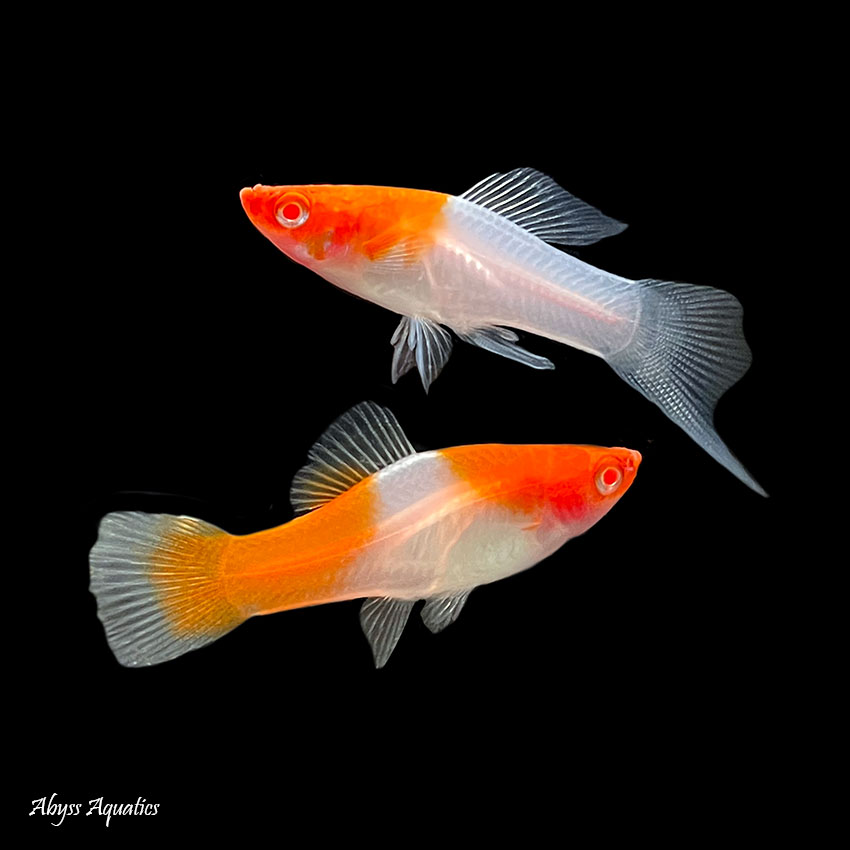 Kohaku Swordtail XL Fast Delivery Abyss Aquatics UK