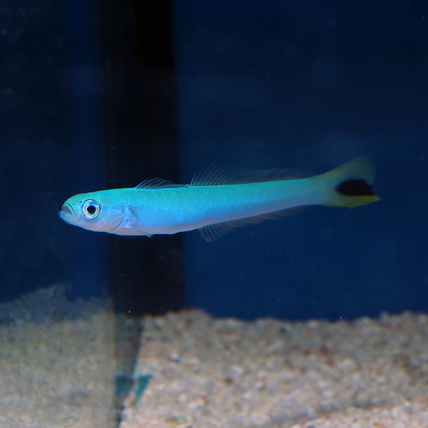 Blue discount aquarium fish
