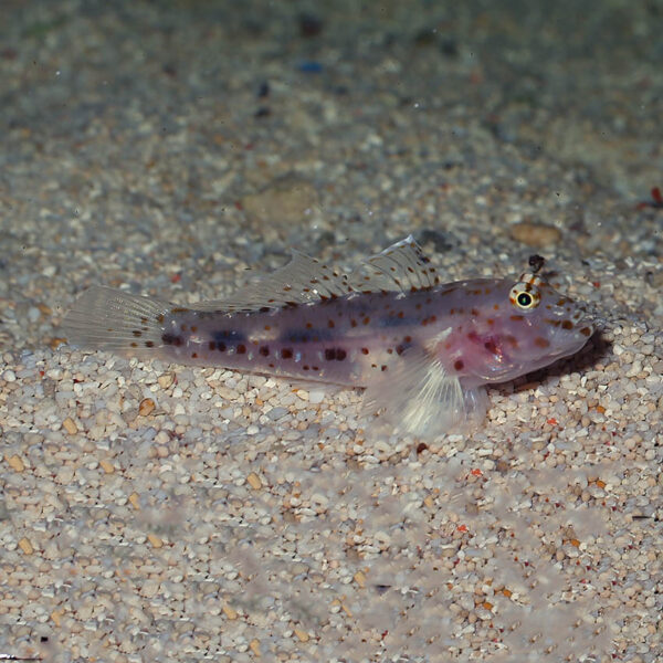 Ghost Goby (Fusigobius pallidus)