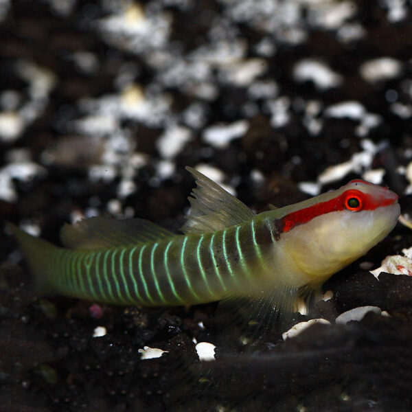 The Greenbanded Goby (Tigrigobius multifasciatus) in the aquarium