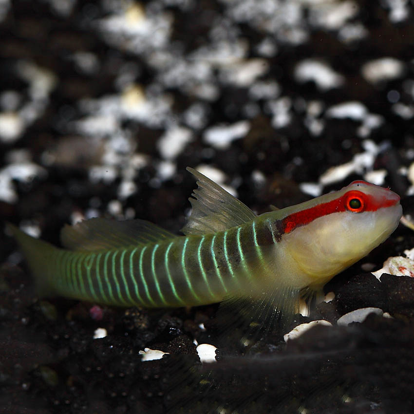 Greenbanded Goby Fast Delivery Abyss Aquatics UK