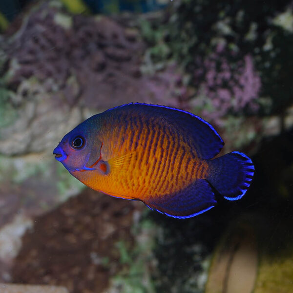 The tank bred Coral Beauty, Centropyge bispinosa.