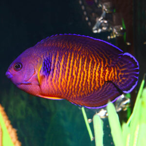 The Mauritian Tiger Tail Coral Beauty Angelfish, Centropyge bispinosa, is a highly desirable marine fish